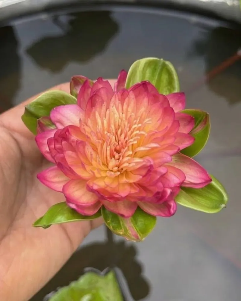 Royal Sunset - Golden Hour Bloom