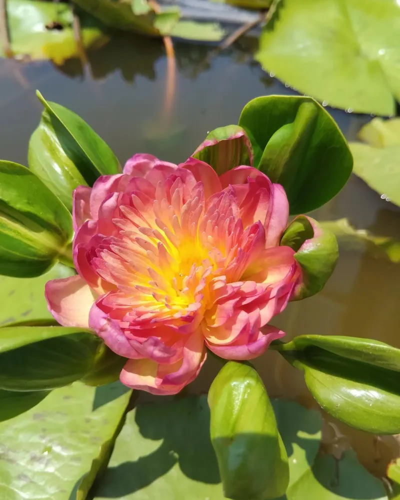 Royal Sunset™ - First Bloom