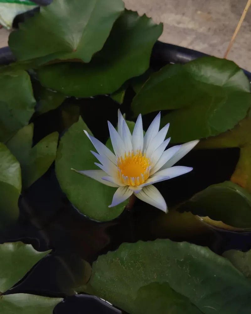 White Tropical Water Lily