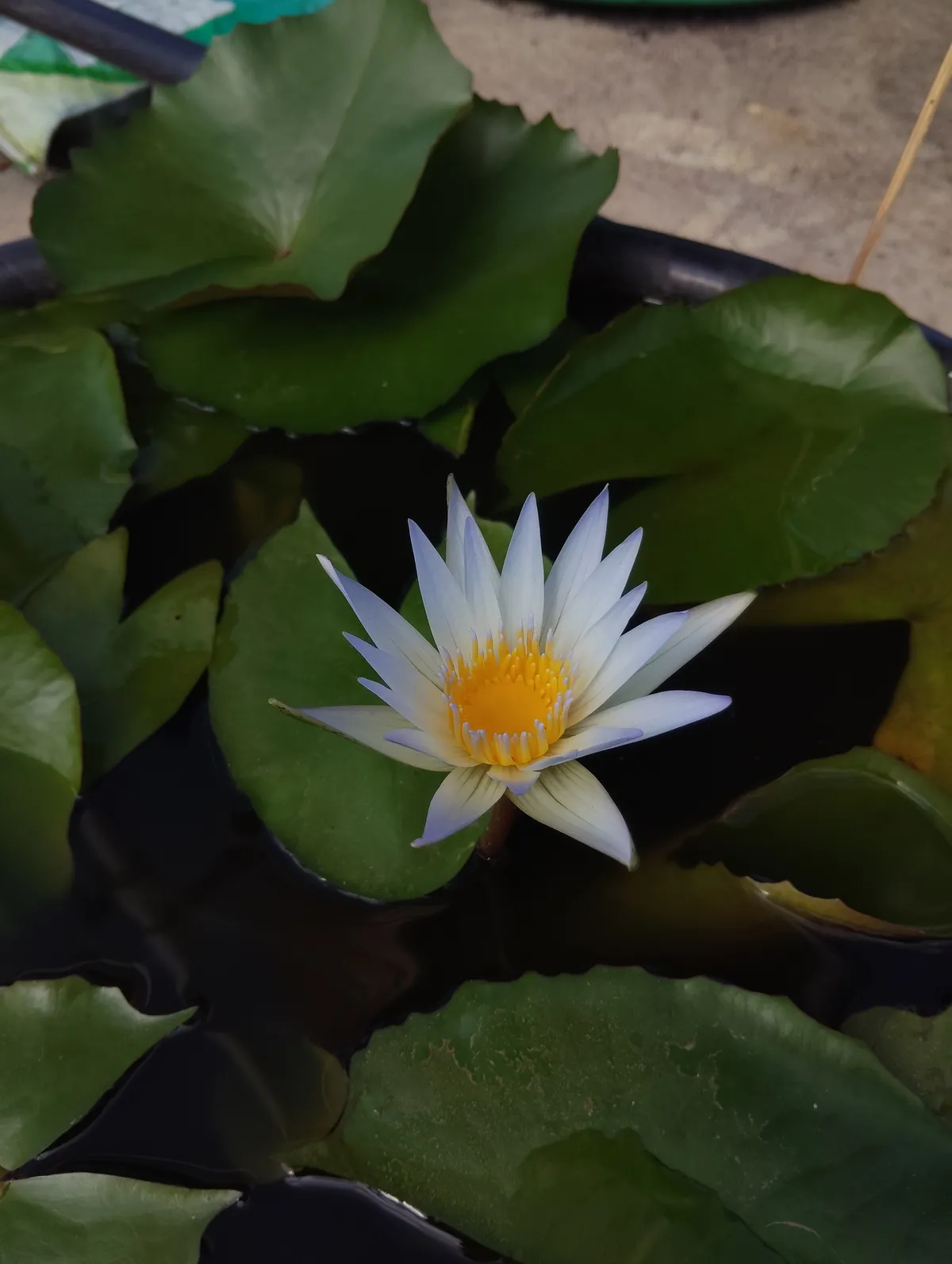 White Water Lily (Nymphaea alba)